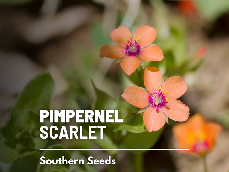 Pimpernel, Scarlet 100 Seeds Heirloom Flower Vibrant Scarlet Red Blooms that Spread Anagallis arvensis image 1