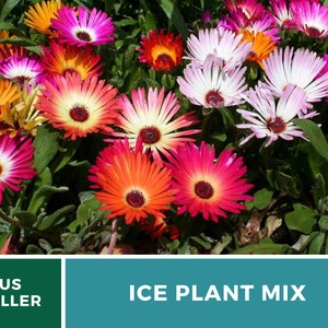Ice Plant, Mix 200 Seeds Heirloom Ground Cover Colorful and Drought-Tolerant Mesembryanthemem criniflorum image 4