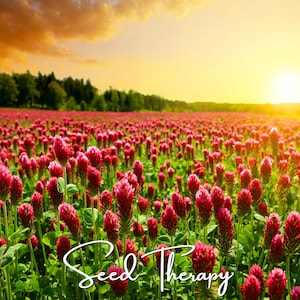 Puede incluir: Un vasto campo de flores de trébol carmesí bajo un cielo de atardecer dorado. La escena presenta numerosas flores rojas verticales en forma de cono entre follaje verde, con el texto cursivo blanco Seed Therapy en la parte inferior.