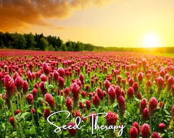May include: A vast field of vibrant crimson clover flowers under a golden sunset sky. The scene features numerous upright, cone-shaped red blossoms amidst green foliage, with the white cursive text Seed Therapy overlaid at the bottom center.