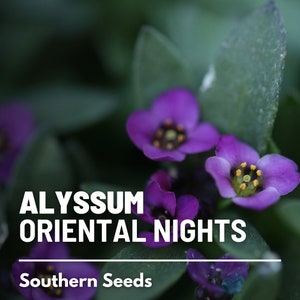 Alyssum, Oriental Nights 100 Seeds Heirloom Flower Fragrant, deep purple blooms, Self Sows, Deer Resistant Lobularia maritima image 5