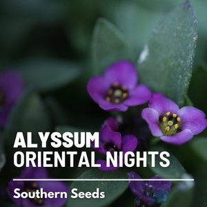 May include: Purple Alyssum flowers with yellow centers, blooming in a garden. The text "ALYSSUM ORIENTAL NIGHTS" and "Southern Seeds" is visible.