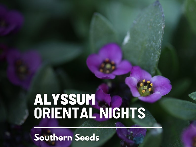 May include: Purple Alyssum flowers with yellow centers, blooming in a garden. The text "ALYSSUM ORIENTAL NIGHTS" and "Southern Seeds" is visible.