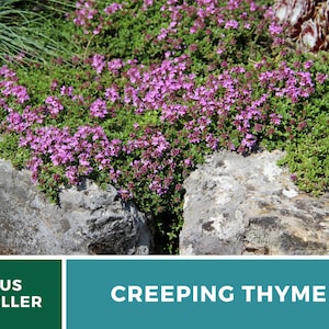 May include: A close-up of a patch of creeping thyme with small pink flowers growing between rocks. The text "US SELLER" and "CREEPING THYME" are visible in the image.