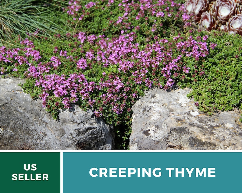 May include: A close-up of a patch of creeping thyme with small pink flowers growing between rocks. The text "US SELLER" and "CREEPING THYME" are visible in the image.
