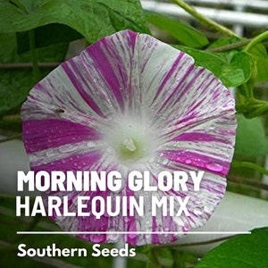 May include: A close-up of a pink and white morning glory flower with a striped pattern. The flower is covered in water droplets. The text "MORNING GLORY HARLEQUIN MIX" and "Southern Seeds" is visible below the flower.
