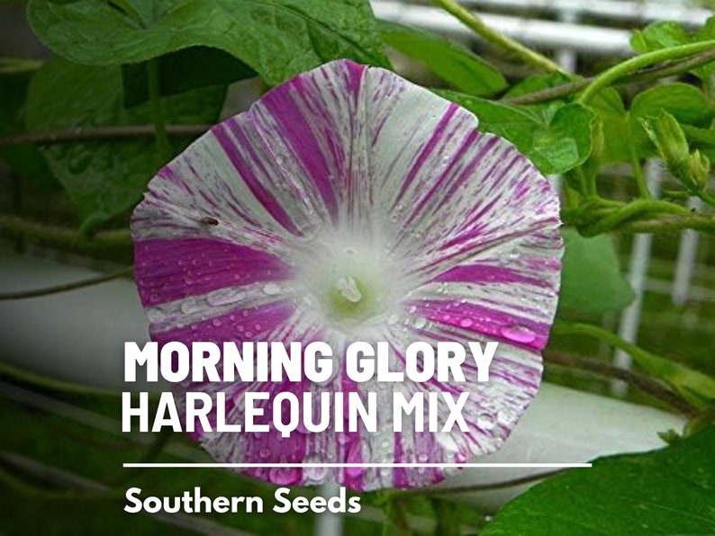 May include: A close-up of a pink and white morning glory flower with a striped pattern. The flower is covered in water droplets. The text "MORNING GLORY HARLEQUIN MIX" and "Southern Seeds" is visible below the flower.