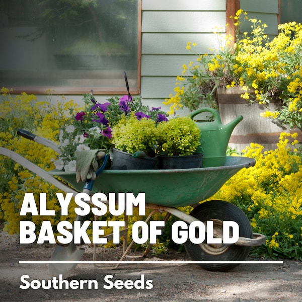 Basket of Gold - 100 Seeds - Heirloom Flowers - Butterfly & Pollinator Friendly (Alyssum saxatile)