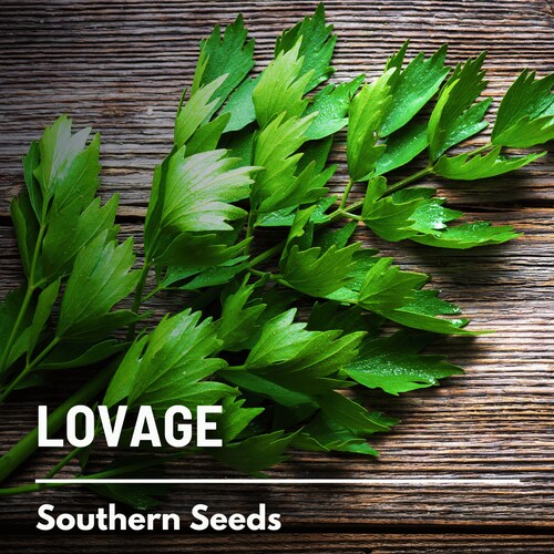 Lovage - 50 Seeds - Heirloom Culinary & Medicinal Herb - Open Pollinated - Non-GMO (Levisticum officinale)