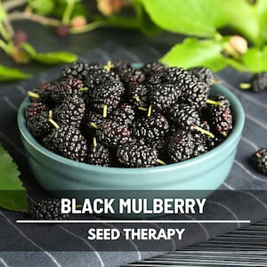 Black Mulberry Seeds – Heirloom Fruit Tree, Morus Nigra, Sweet Edible Berries for Jam, Homestead Garden | 50 Seeds
