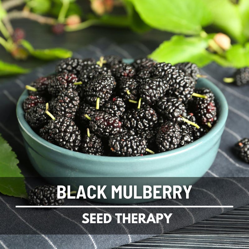 Sweet Black Mulberry Etsy