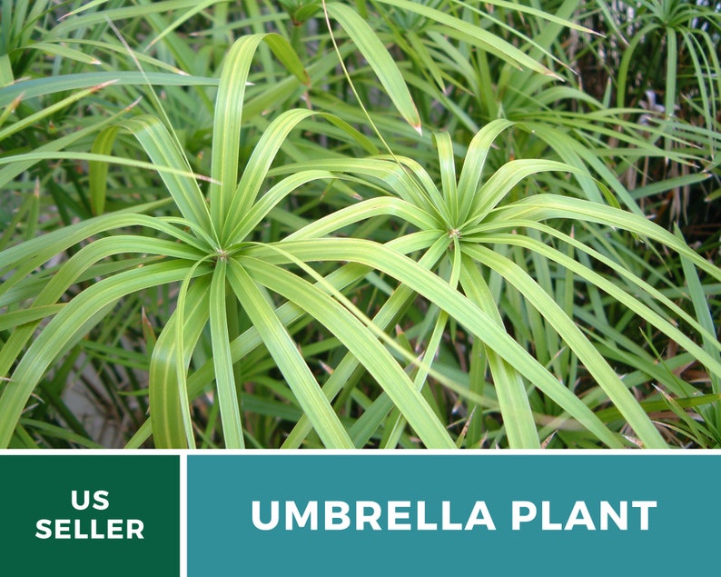 Umbrella Plant Cyperus Umbrella Grass Palm Ornamental Etsy