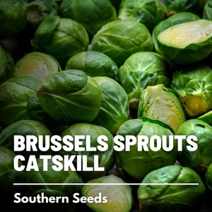 Brussels Sprouts, Catskill - 250 Seeds - Heirloom Vegetable - Open Pollinated - Non-GMO (Brassica oleracea)