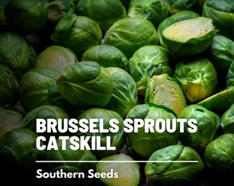 Brussels Sprouts, Catskill - 250 Seeds - Heirloom Vegetable - Open Pollinated - Non-GMO (Brassica oleracea)