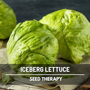 Iceberg Lettuce Seeds – Heirloom Vegetable, Open Pollinated, Non-GMO, Crisp and Classic Head Lettuce | 500 Seeds