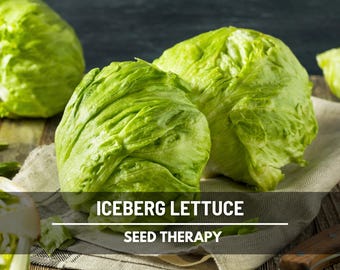 Semillas de lechuga iceberg: una hortaliza tradicional, de polinización abierta, sin OMG, crujiente y clásica / 500 semillas