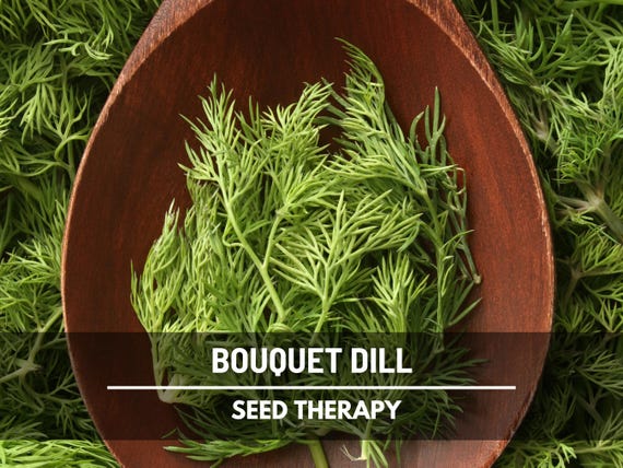 Bouquet Dill Seeds  Heirloom Culinary Herb, Non-gmo, Classic Pickling  Variety (100 Seeds) - Etsy