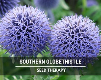 Southern Globethistle Seeds – Heirloom Plant, Blue Thistle Flowers, Medicinal Herb, Deer Resistant & Drought Tolerant | 25 Seeds