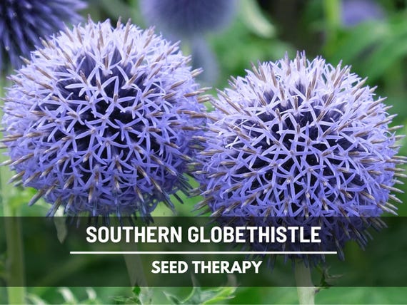 Southern Globethistle Seeds – Heirloom Plant, Blue Thistle Flowers, Medicinal Herb, Deer Resistant & Drought Tolerant | 25 Seeds