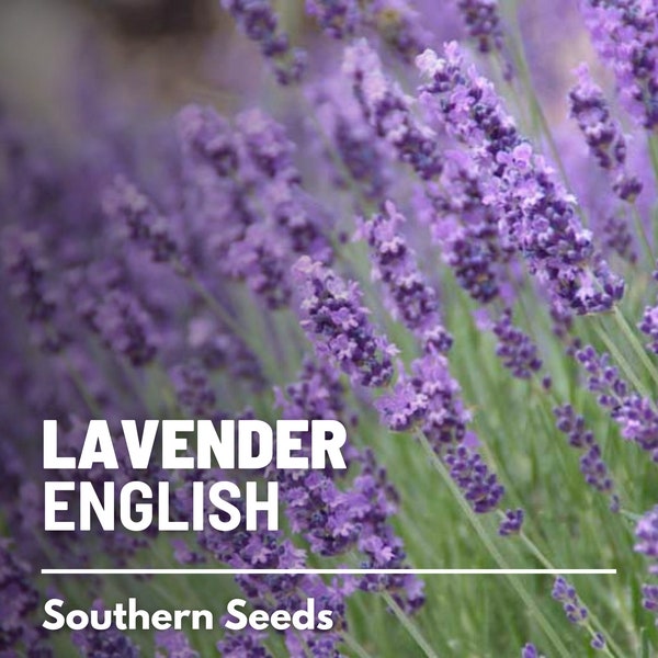 Lavender, English (True Lavender) - 100 Seeds - Heirloom Flower - Culinary & Medicinal Herb - Mosquito Repellent (Lavandula angustifolia)