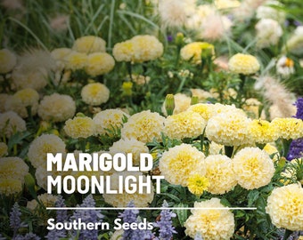 Marigold African, Moonlight - 50 Seeds - Heirloom Flower - Creamy White Blooms (Tagetes patula)