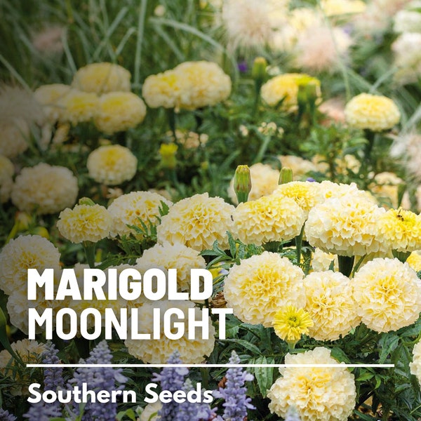 Marigold African, Moonlight - 50 Seeds - Heirloom Flower - Creamy White Blooms (Tagetes patula)