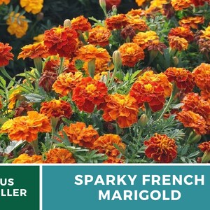 May include: A close-up of a bed of orange and red marigolds in full bloom. The flowers are arranged in a dense cluster, creating a vibrant and colorful display. The text "Sparky French Marigold" is displayed below the image.