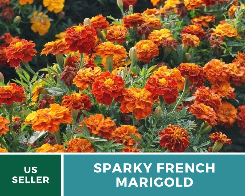 May include: A close-up of a bed of orange and red marigolds in full bloom. The flowers are arranged in a dense cluster, creating a vibrant and colorful display. The text "Sparky French Marigold" is displayed below the image.