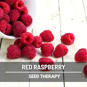 Red Raspberry Seeds – Heirloom Fruit, Productive Shrub, Great for Fresh Eating, Baking, and Jams | 30 Seeds