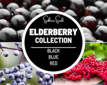 Elderberry Seed Collection - Heirloom Seeds - 50 American Black, 50 Red, and 50 Blue - Grown for Medicinal and Culinary Uses