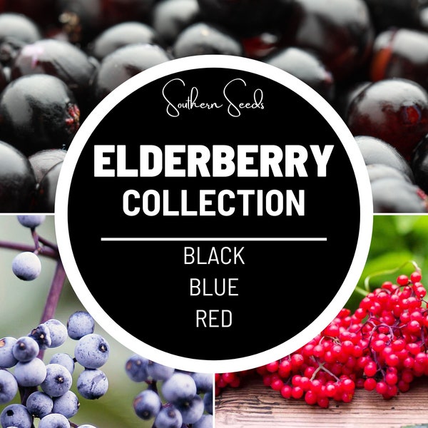 Elderberry Seed Collection - Heirloom Seeds - 50 American Black, 50 Red, and 50 Blue - Grown for Medicinal and Culinary Uses