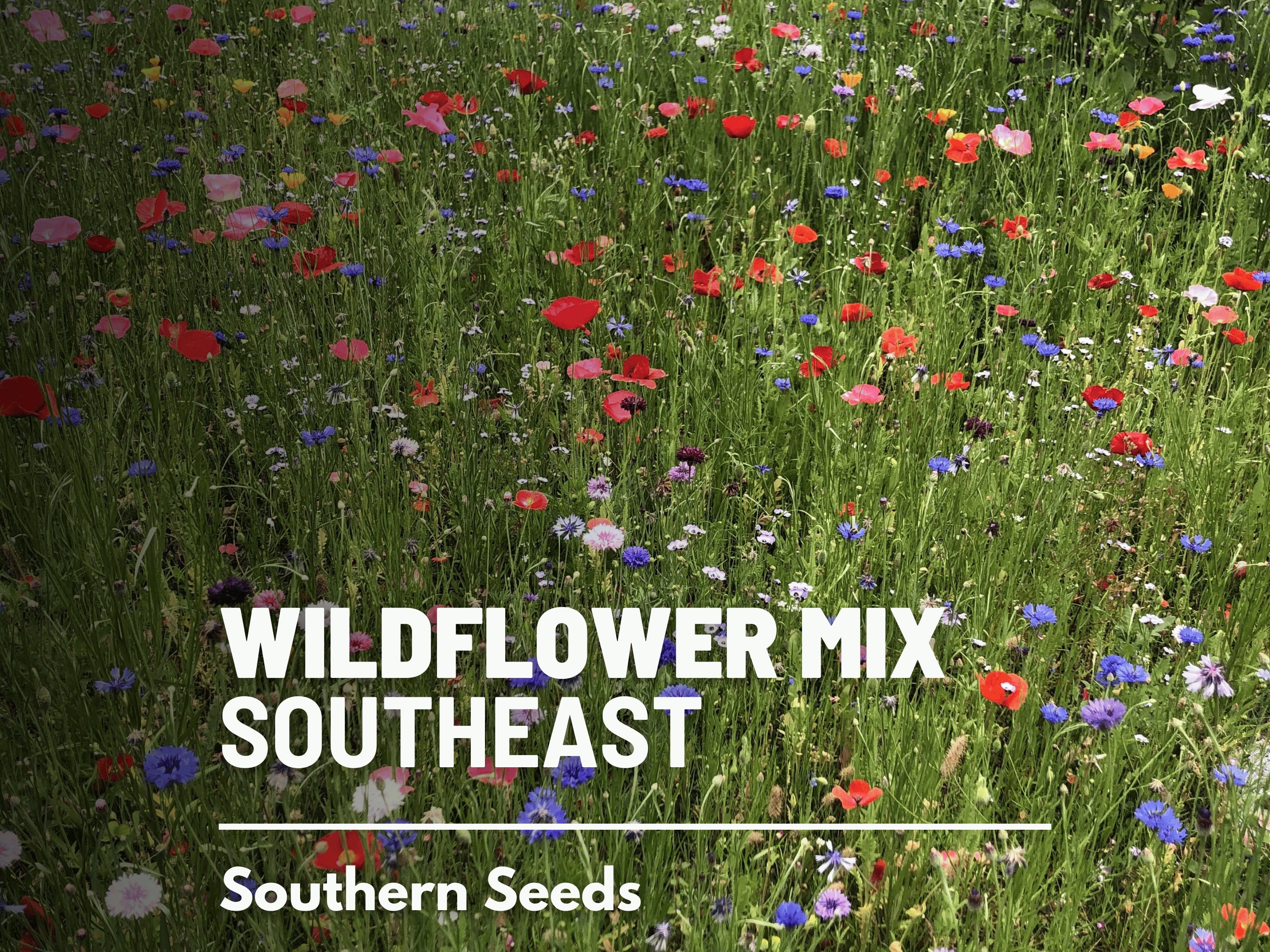 South Carolina Blend, Wildflower Seed