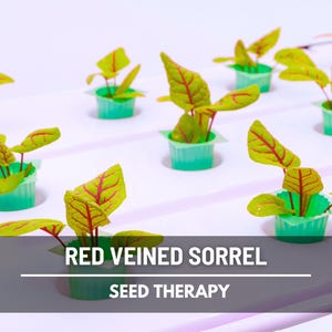 Semillas de acedera de venas rojas – Variedad tradicional, hierba culinaria y medicinal, venas rojas vibrantes, sabor ácido, favorita del jardín / 200 semillas imagen 4