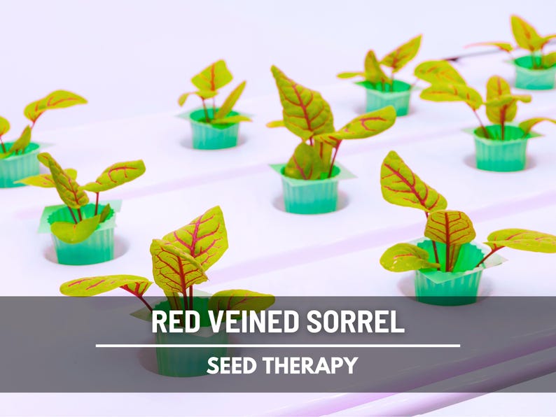 Semillas de acedera de venas rojas – Variedad tradicional, hierba culinaria y medicinal, venas rojas vibrantes, sabor ácido, favorita del jardín / 200 semillas imagen 4