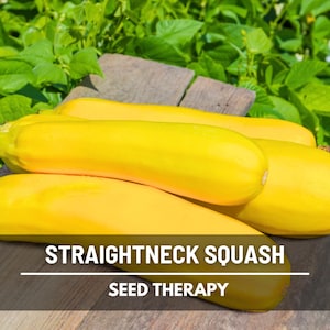 Early Prolific Straightneck Squash Seeds – Heirloom, Summer Squash, Open Pollinated, Non-GMO, Garden Favorite | 50 Seeds