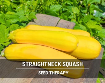 Straightneck Squash Seeds - Heirloom Early Prolific, Open Pollinated (25 Seeds)
