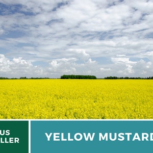 May include: A field of yellow mustard flowers under a blue sky with white clouds. The text "US SELLER" and "YELLOW MUSTARD" are at the bottom of the image.