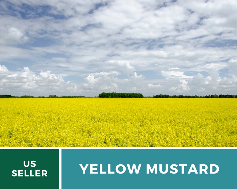 May include: A field of yellow mustard flowers under a blue sky with white clouds. The text "US SELLER" and "YELLOW MUSTARD" are at the bottom of the image.