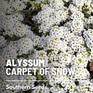Alyssum, Carpet of Snow Sweet - 250 Seeds - Heirloom Flower - Wildflower Garden Plant Seeds, Non-GMO (Lobularia maritima)
