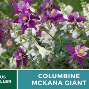 Columbine, McKana Giant mix 100 seeds Hybrid Flower AAS Winner Aquilegia coerulea image 5