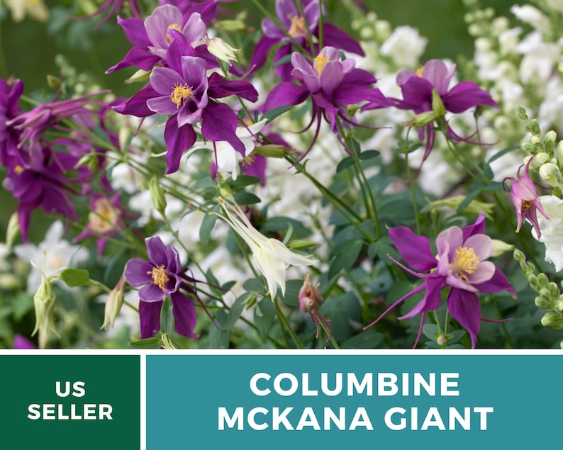 Columbine, McKana Giant mix 100 seeds Hybrid Flower AAS Winner Aquilegia coerulea image 5