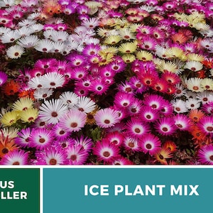 Ice Plant, Mix 200 Seeds Heirloom Ground Cover Colorful and Drought-Tolerant Mesembryanthemem criniflorum image 7