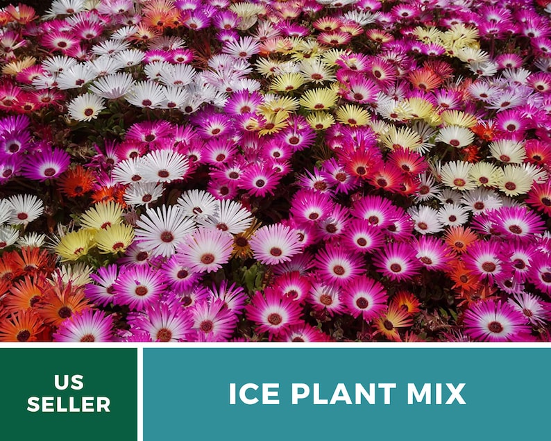 Ice Plant, Mix 200 Seeds Heirloom Ground Cover Colorful and Drought-Tolerant Mesembryanthemem criniflorum image 7