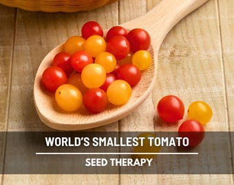 Semillas de tomate más pequeñas del mundo (Tomberry) – Variedad tradicional, planta de crecimiento indeterminado, frutos diminutos y sabrosos, imprescindible para el jardín / 25 semillas