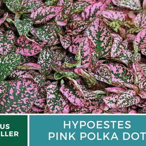 Op de afbeelding: Close-up van een roze stippenplant met groene bladeren. De plant heeft een levendig roze en groen kleurpatroon. De tekst "HYPOESTES PINK POLKA DOT" wordt onder de afbeelding weergegeven.