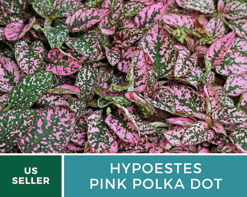 Op de afbeelding: Close-up van een roze stippenplant met groene bladeren. De plant heeft een levendig roze en groen kleurpatroon. De tekst "HYPOESTES PINK POLKA DOT" wordt onder de afbeelding weergegeven.