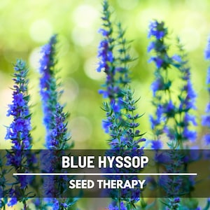Blue Hyssop Seeds – Heirloom Flower, Culinary & Medicinal Herb, Aromatic, Pollinator Friendly, Classic Garden | 200 Seeds
