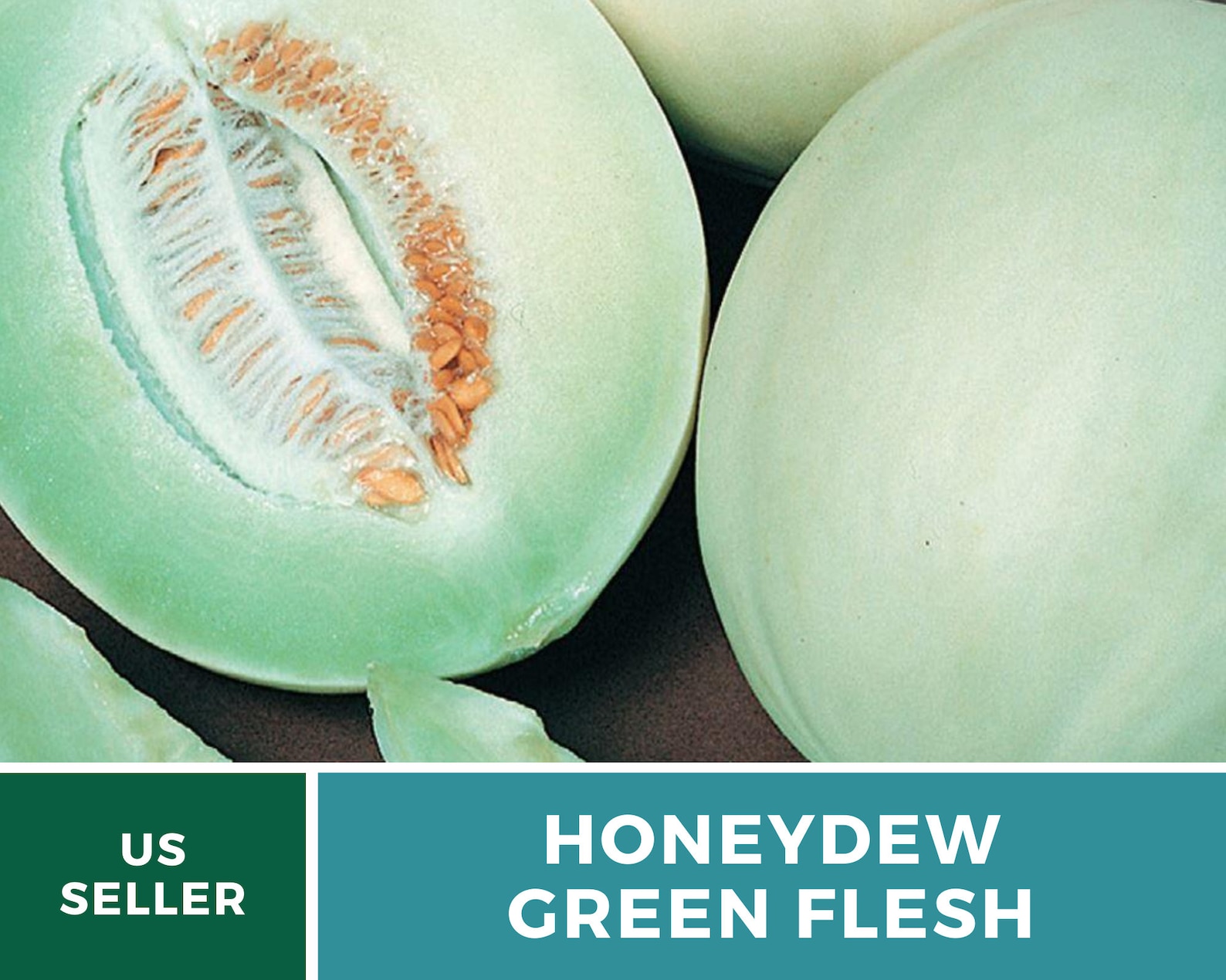 Melon Green Flesh Honeydew 20 Seeds Heirloom Open Etsy