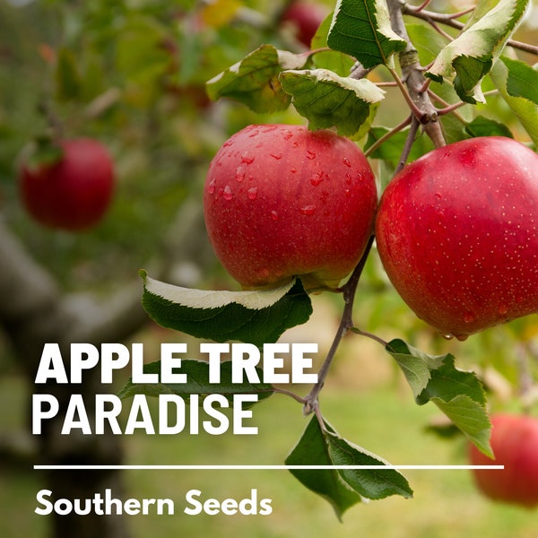 Apple Tree, Paradise (Common) - 25 Seeds - Heirloom Fruit, Open Pollinated, Non-GMO, Stunning Blooms (Malus pumila)