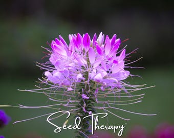 Può includere: Un vibrante fiore di cleome rosa e viola con lunghi e sottili stami che si estendono verso l'esterno. Il testo Seed Therapy è scritto in un carattere corsivo bianco nella parte inferiore dell'immagine, centrato sopra il gambo verde.